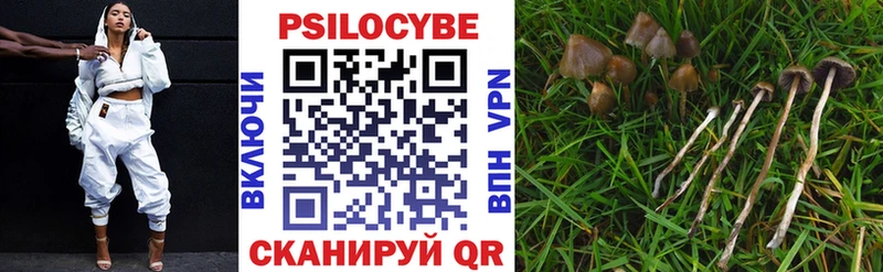 Галлюциногенные грибы Psilocybe  магазин продажи   blacksprut   Енисейск 